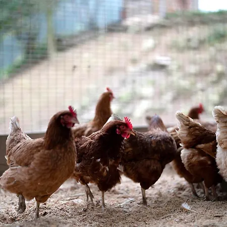 Grundhof 2 דירה