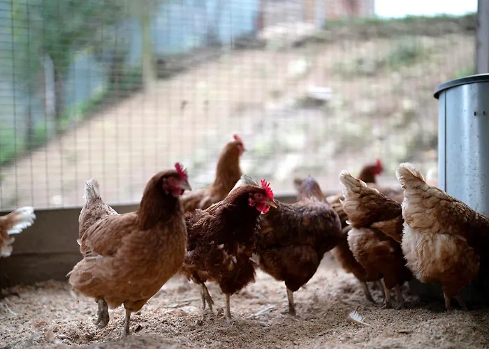 公寓 Grundhof 2 埃尔察赫